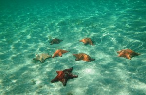 Starfish Bay Snorkel & Beach Break