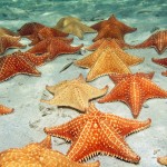 Starfish Snorkel & Beach Break
