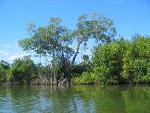 Guaimoreto Lagoon Kayak